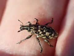 Cyphocleonus dealbatus