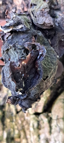 Pilze & Flechten