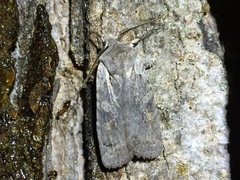 Lithophane antennata