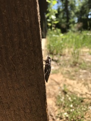 Chalcophora virginiensis