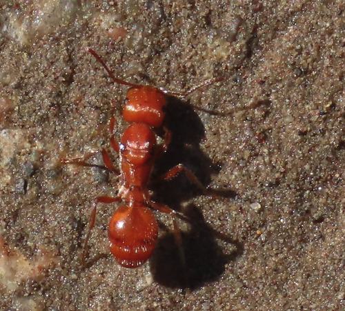 Maricopa Harvester Ant