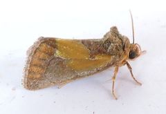 Chalcopasta acema