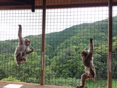 Macaca fuscata fuscata