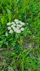 Heracleum sphondylium
