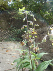 Epipactis veratrifolia