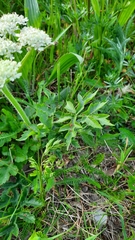 Heracleum sphondylium