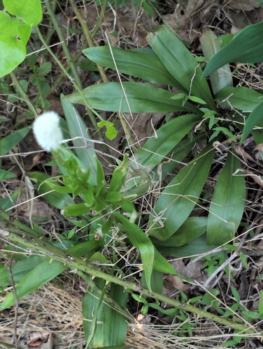 Chamaelirium luteum, photograph 4