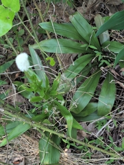 Chamaelirium luteum, photograph author not stated, no rights reserved