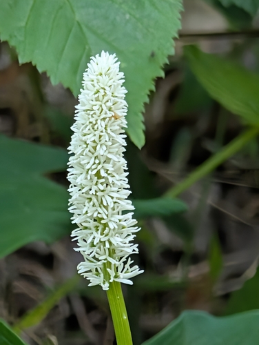 Chamaelirium luteum, photograph 5