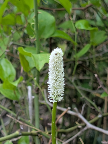 Chamaelirium luteum, photograph 6