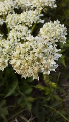 Heracleum sphondylium