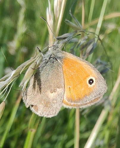 Small Heath