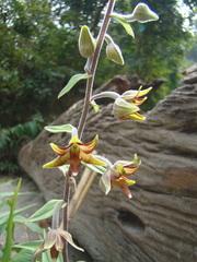 Epipactis veratrifolia