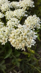 Heracleum sphondylium
