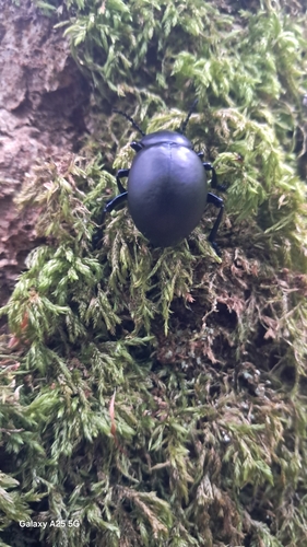 Bloody-nosed Beetle