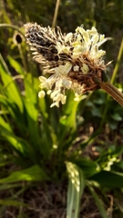 Plantago lanceolata