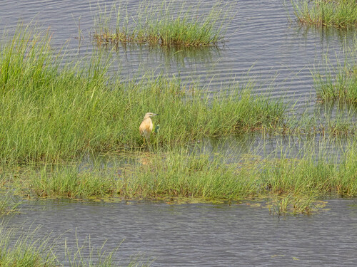 iNaturalist image