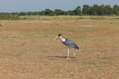 Leptoptilos crumenifer