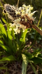 Plantago lanceolata