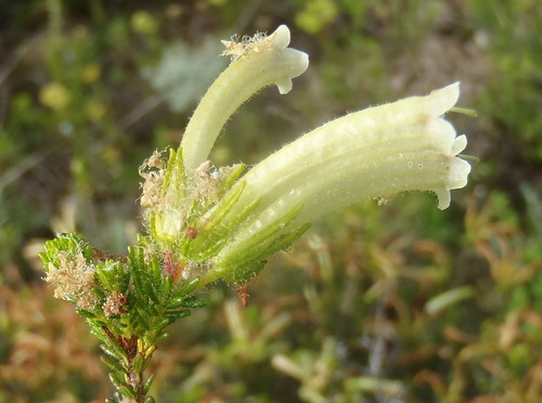Erica glandulosa, photograph 6