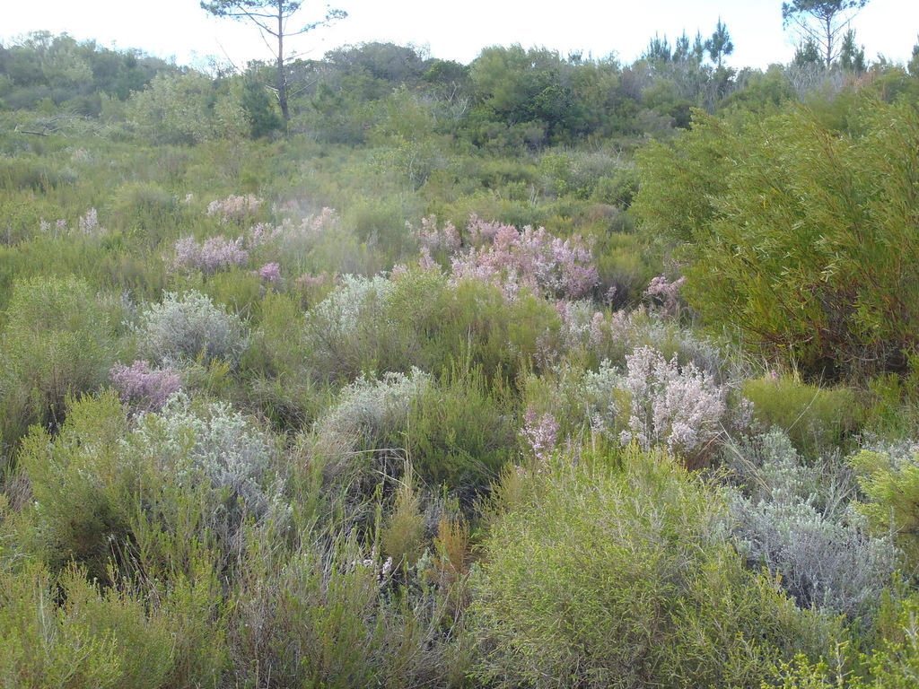 Erica quadrangularis; photograph (c) Nicola van Berkel, some rights reserved (CC BY-SA)