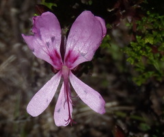 Pelargonium fruticosum, photograph (c) Nicola van Berkel, some rights reserved (CC BY-SA)