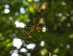 Trichonephila clavipes