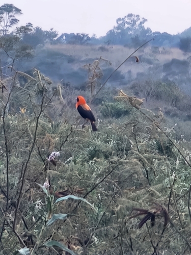 iNaturalist image