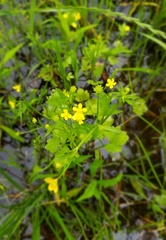 Ranunculus marginatus