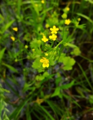 Ranunculus marginatus