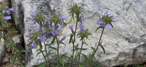 Campanula lingulata, photograph 3