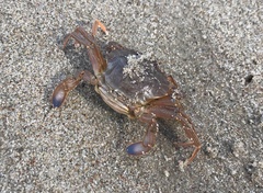 Liocarcinus depurator