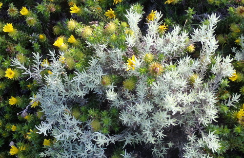 Achyranthemum paniculatum, photograph 6