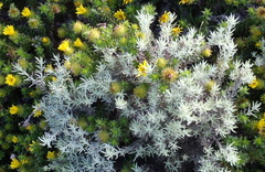 Achyranthemum paniculatum, photograph (c) Nicola van Berkel, some rights reserved (CC BY-SA)