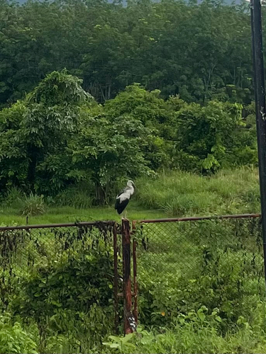 Asian Openbill