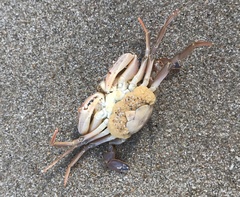 Liocarcinus depurator