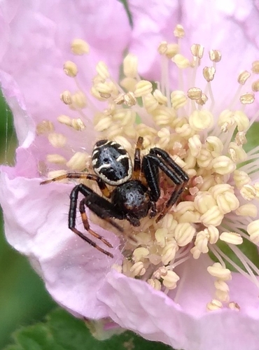 Napoleon Spider