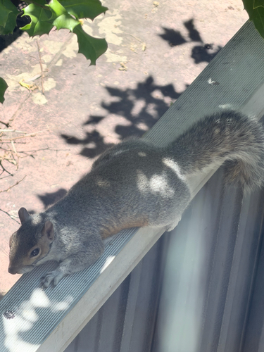 Eastern Gray Squirrel