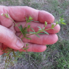 Galium virgatum