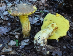 Butyriboletus fechtneri