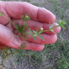 Galium virgatum