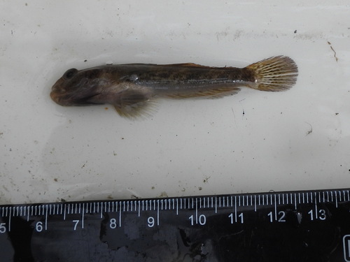 Racer goby (Babka gymnotrachelus) — Gobiidae — 3