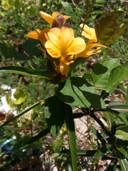 Barleria lupulina