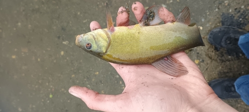 Tench