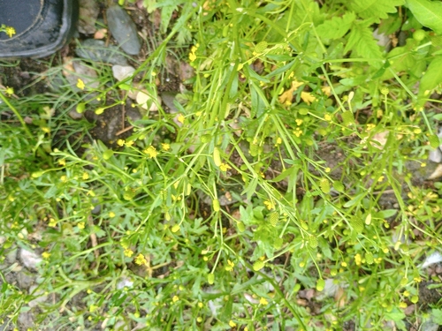 cursed crowfoot