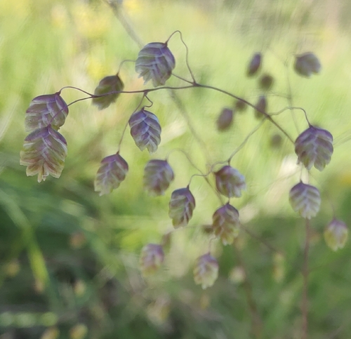 Quaking-grass