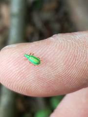 Polydrusus pterygomalis