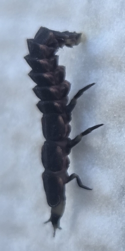Lampyrini