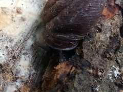 Plagioptycha strumosa