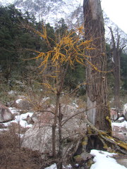 Hippophae salicifolia